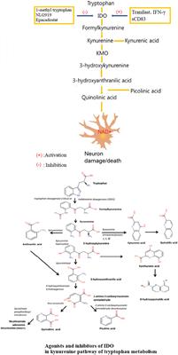 An Expanded Neuroimmunomodulation Axis: sCD83-Indoleamine 2,3-Dioxygenase—Kynurenine Pathway and Updates of Kynurenine Pathway in Neurologic Diseases